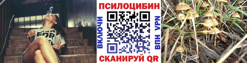 Галлюциногенные грибы Psilocybine cubensis  Надым 